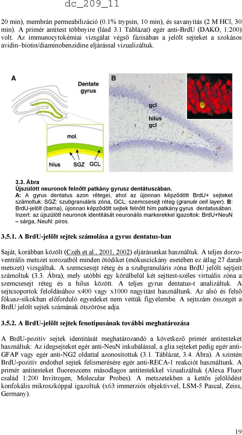 3. Ábra Újszülött neuronok felnıtt patkány gyrusz dentátuszában.