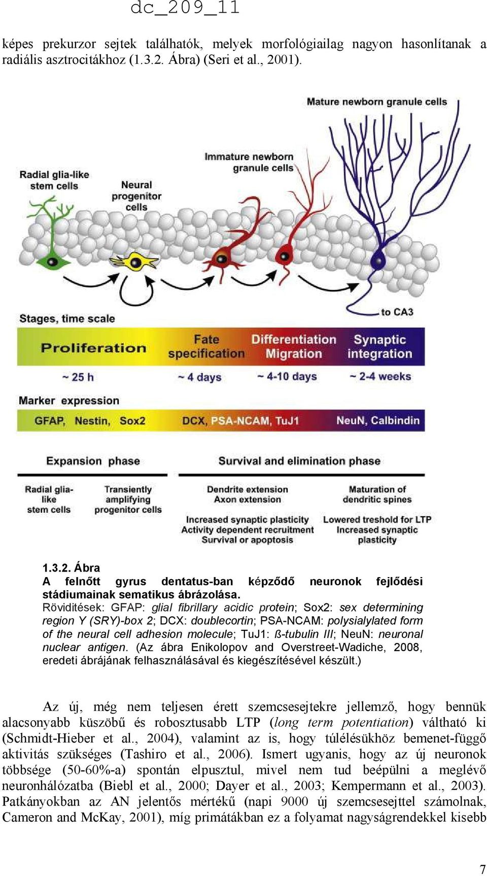 Röviditések: GFAP: glial fibrillary acidic protein; Sox2: sex determining region Y (SRY)-box 2; DCX: doublecortin; PSA-NCAM: polysialylated form of the neural cell adhesion molecule; TuJ1: ß-tubulin