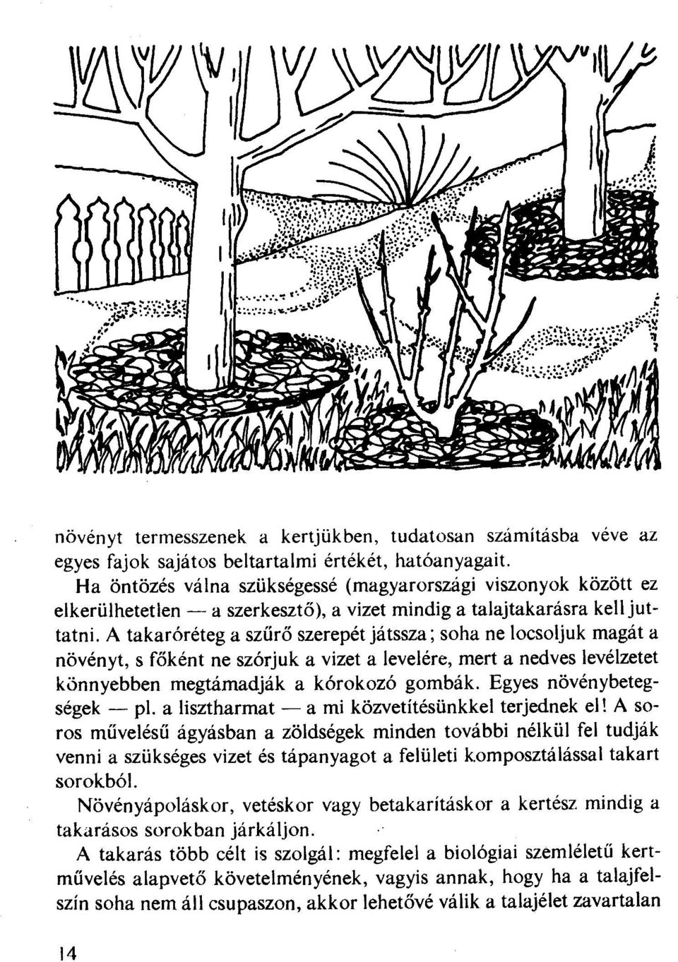 A takaróréteg a szűrő szerepét játssza; soha ne locsoljuk magát a növényt, s főként ne szórjuk a vizet a levelére, mert a nedves tevéizetet könnyebben megtámadják a kórokozó gombák.