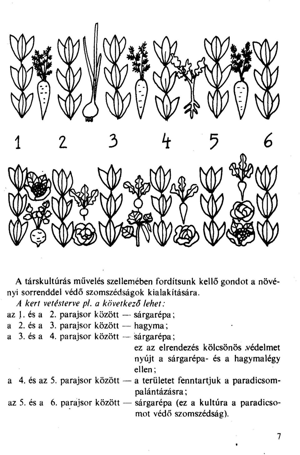 parajsor között- sárgarépa; ez az elrendezés kölcsönös.védelmet nyújt a sárgarépa- és a hagymalégy ellen; a 4. és az 5.