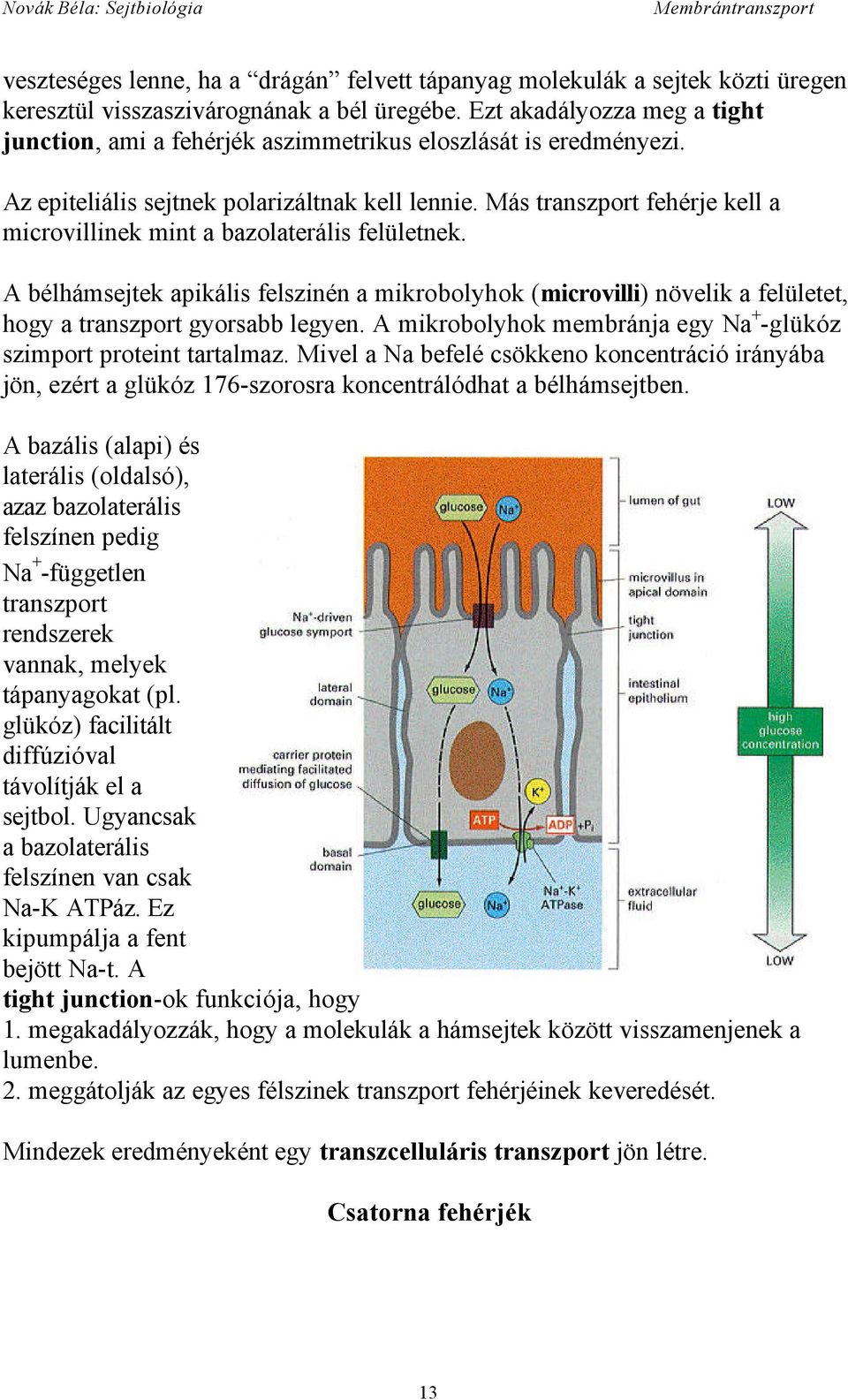 Más transzport fehérje kell a microvillinek mint a bazolaterális felületnek. A bélhámsejtek apikális felszinén a mikrobolyhok (microvilli) növelik a felületet, hogy a transzport gyorsabb legyen.