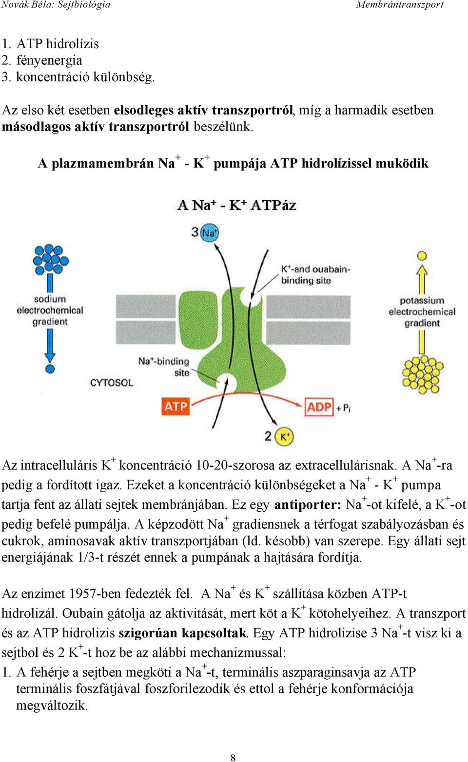 Ezeket a koncentráció különbségeket a Na + - K + pumpa tartja fent az állati sejtek membránjában. Ez egy antiporter: Na + -ot kifelé, a K + -ot pedig befelé pumpálja.