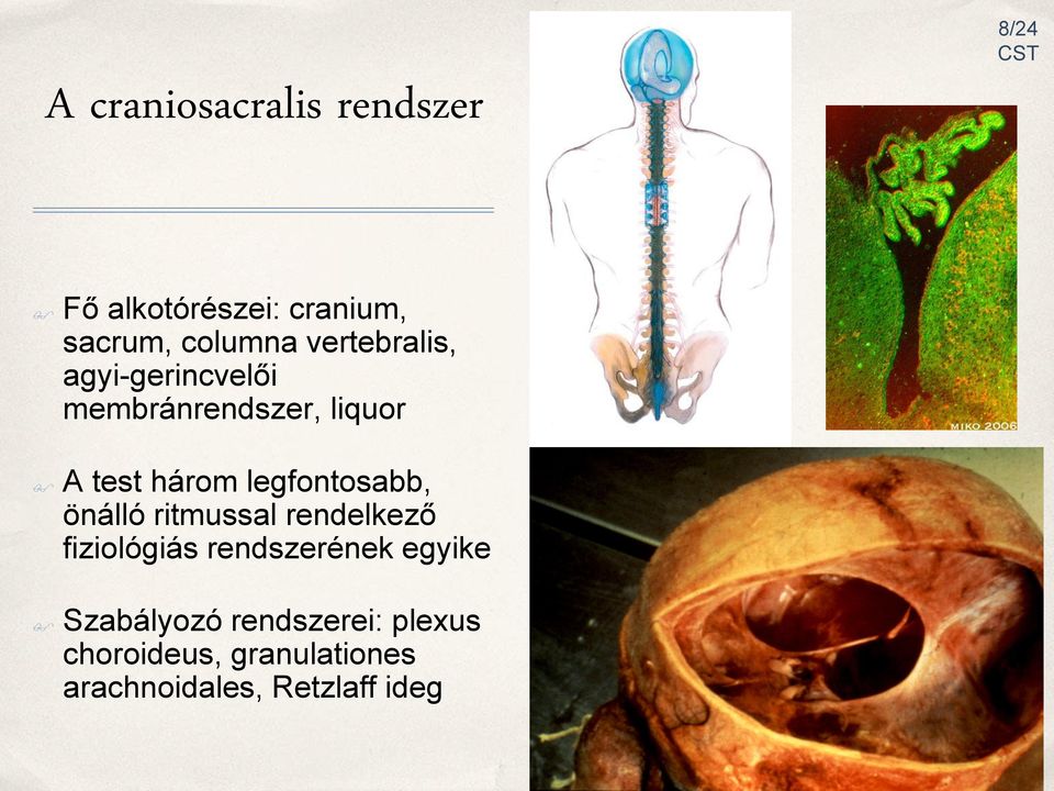 legfontosabb, önálló ritmussal rendelkező fiziológiás rendszerének egyike