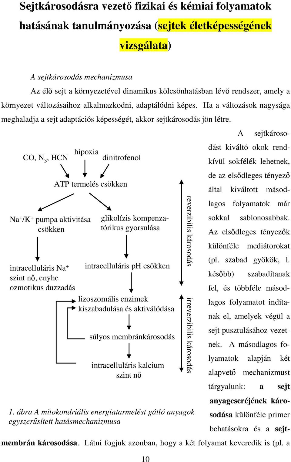 A sejtkároso- CO, N 3, HCN hipoxia dinitrofenol dást kiváltó okok rendkívül sokfélék lehetnek, ATP termelés csökken Na + /K + pumpa aktivitása csökken glikolízis kompenzatórikus gyorsulása