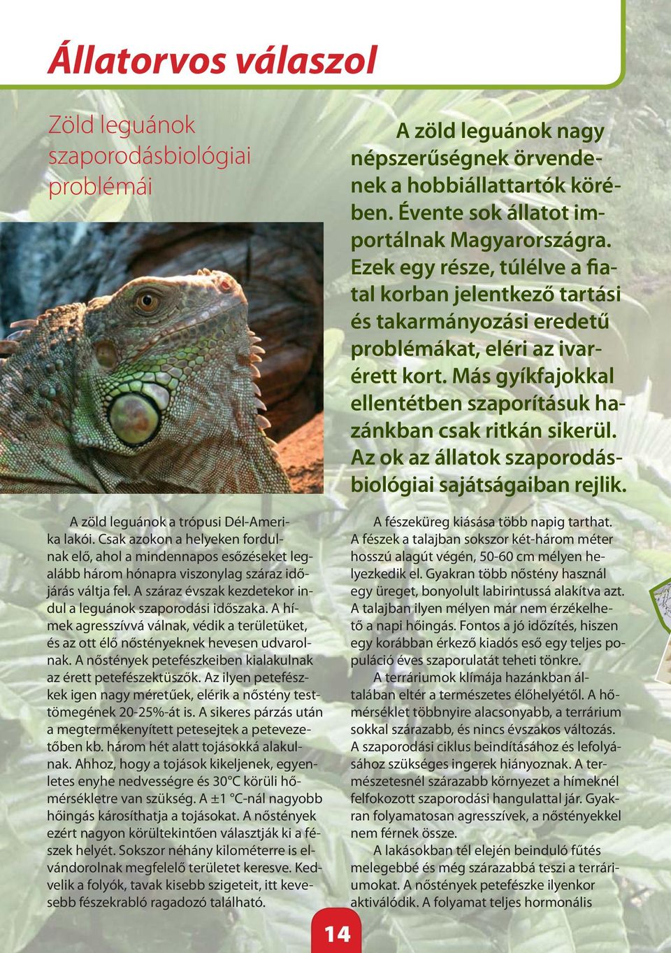 Az ok az állatok szaporodásbiológiai sajátságaiban rejlik. A zöld leguánok a trópusi Dél-Amerika lakói.
