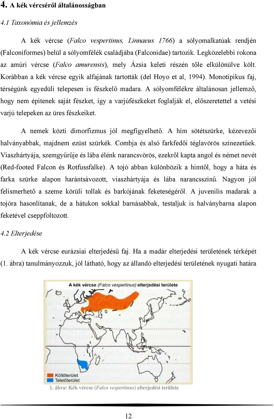 Legközelebbi rokona az amúri vércse (Falco amurensis), mely Ázsia keleti részén tőle elkülönülve költ. Korábban a kék vércse egyik alfajának tartották (del Hoyo et al, 1994).