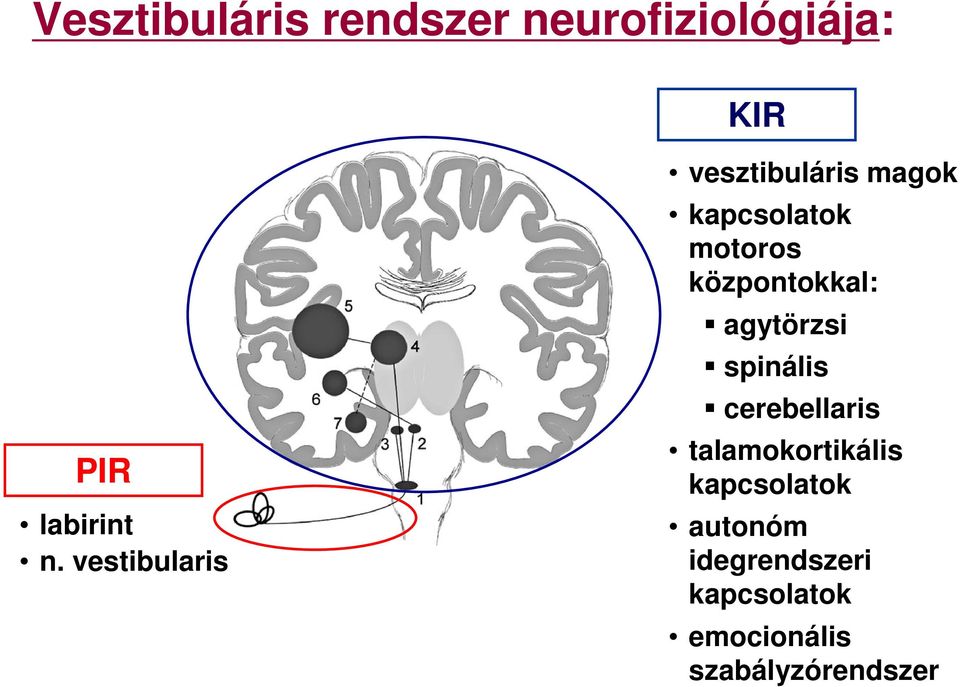 központokkal: agytörzsi spinális cerebellaris talamokortikális