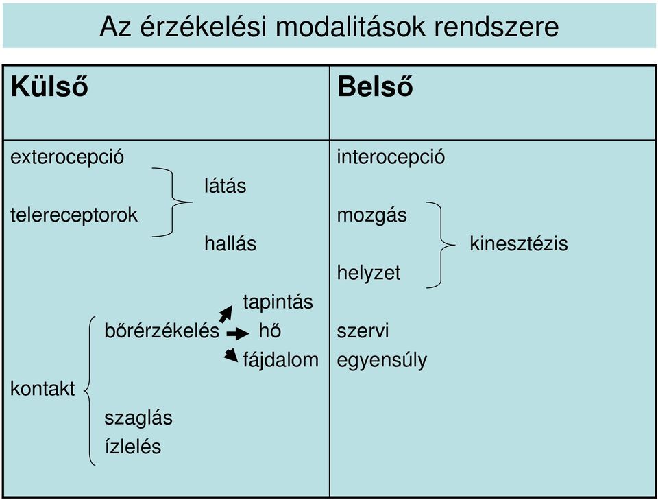 bırérzékelés hı fájdalom kontakt szaglás ízlelés