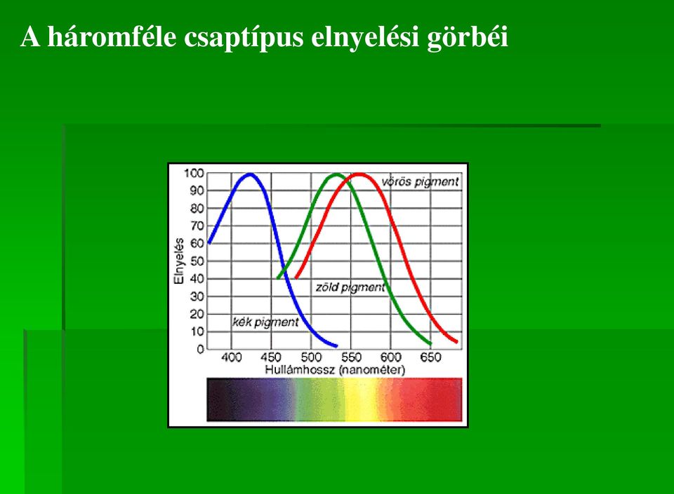 csaptípus