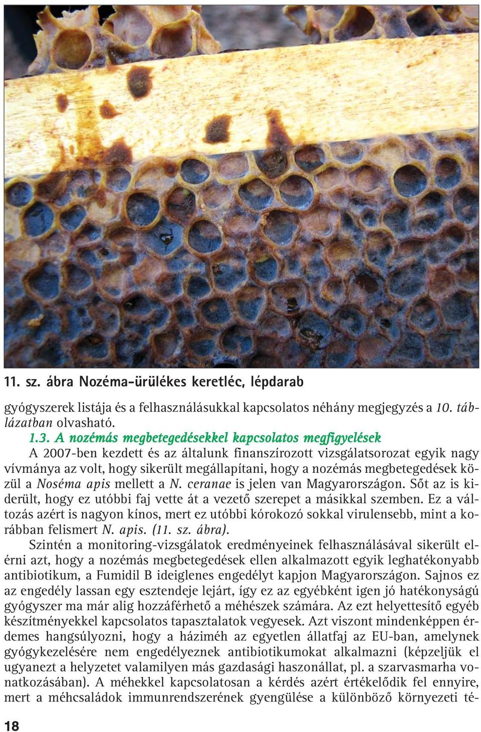 megbetegedések közül a Noséma apis mellett a N. ceranae is jelen van Magyarországon. Sõt az is kiderült, hogy ez utóbbi faj vette át a vezetõ szerepet a másikkal szemben.