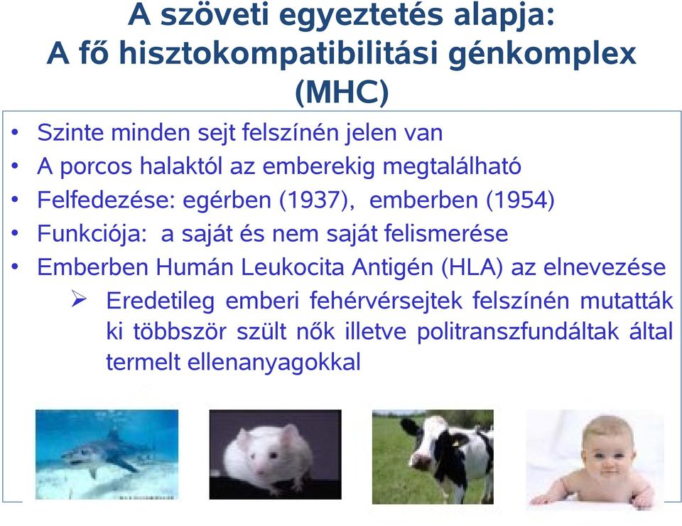 saját és nem saját felismerése Emberben Humán Leukocita Antigén (HLA) az elnevezése Eredetileg emberi