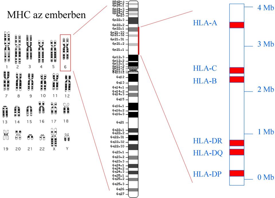 HLA-B 2 Mb 1 Mb