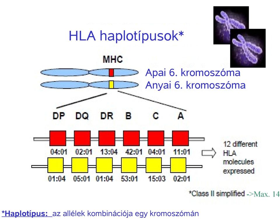 kromoszóma ->Max.