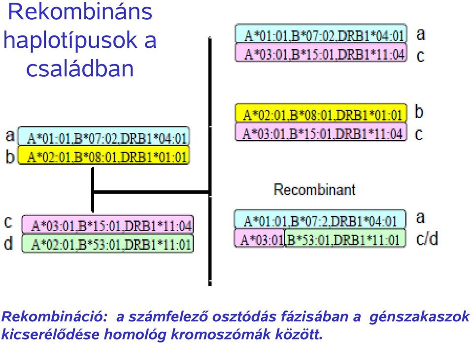 számfelező osztódás fázisában a