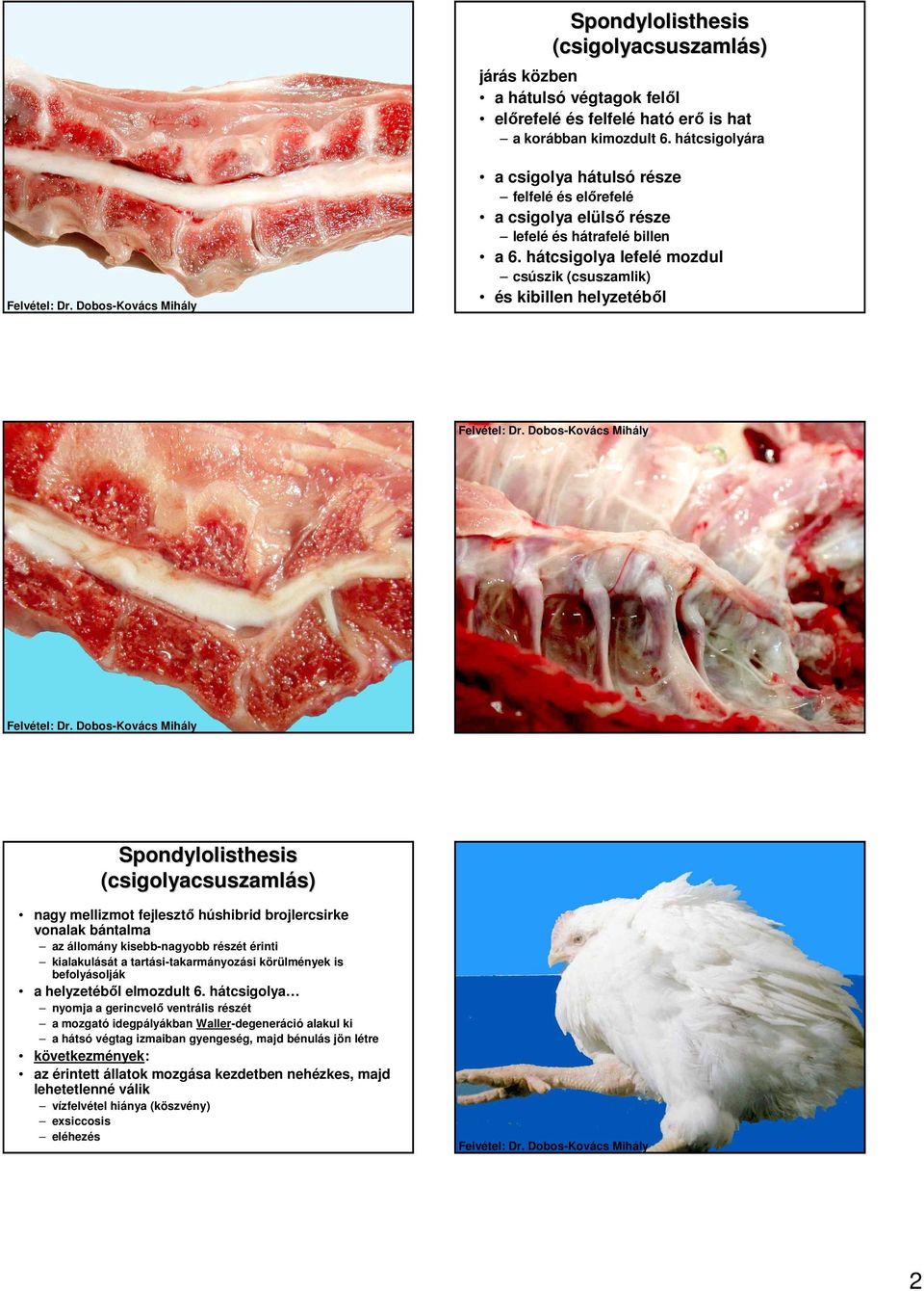 hátcsigolya lefelé mozdul csúszik (csuszamlik) és kibillen helyzetébıl Spondylolisthesis (csigolyacsuszamlás) s) nagy mellizmot fejlesztı húshibrid brojlercsirke vonalak bántalma az állomány