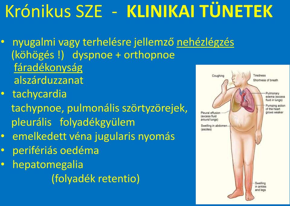 ) dyspnoe + orthopnoe fáradékonyság alszárduzzanat tachycardia tachypnoe,