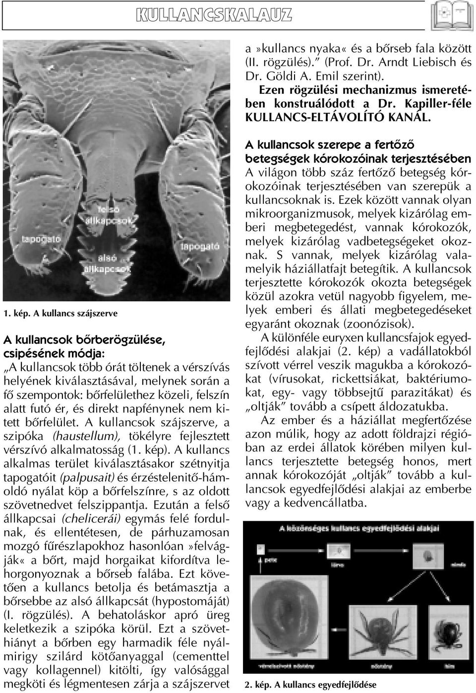 A kullancs szájszerve A kullancsok bôrberögzülése, csipésének módja: A kullancsok több órát töltenek a vérszívás helyének kiválasztásával, melynek során a fô szempontok: bôrfelülethez közeli, felszín