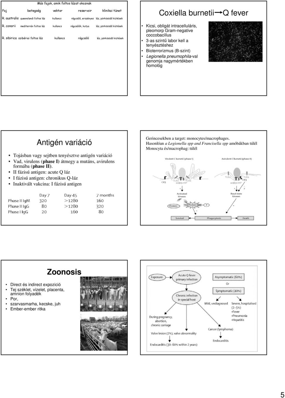 sibirica szibériai foltos láz kullancs rágcsáló láz, pörkösödő kiütések Coxiella burnetii Kicsi, obligát intracelluláris, pleomorp Gram-negative coccobacillus 3-as szintű labor kell a tenyésztéshez