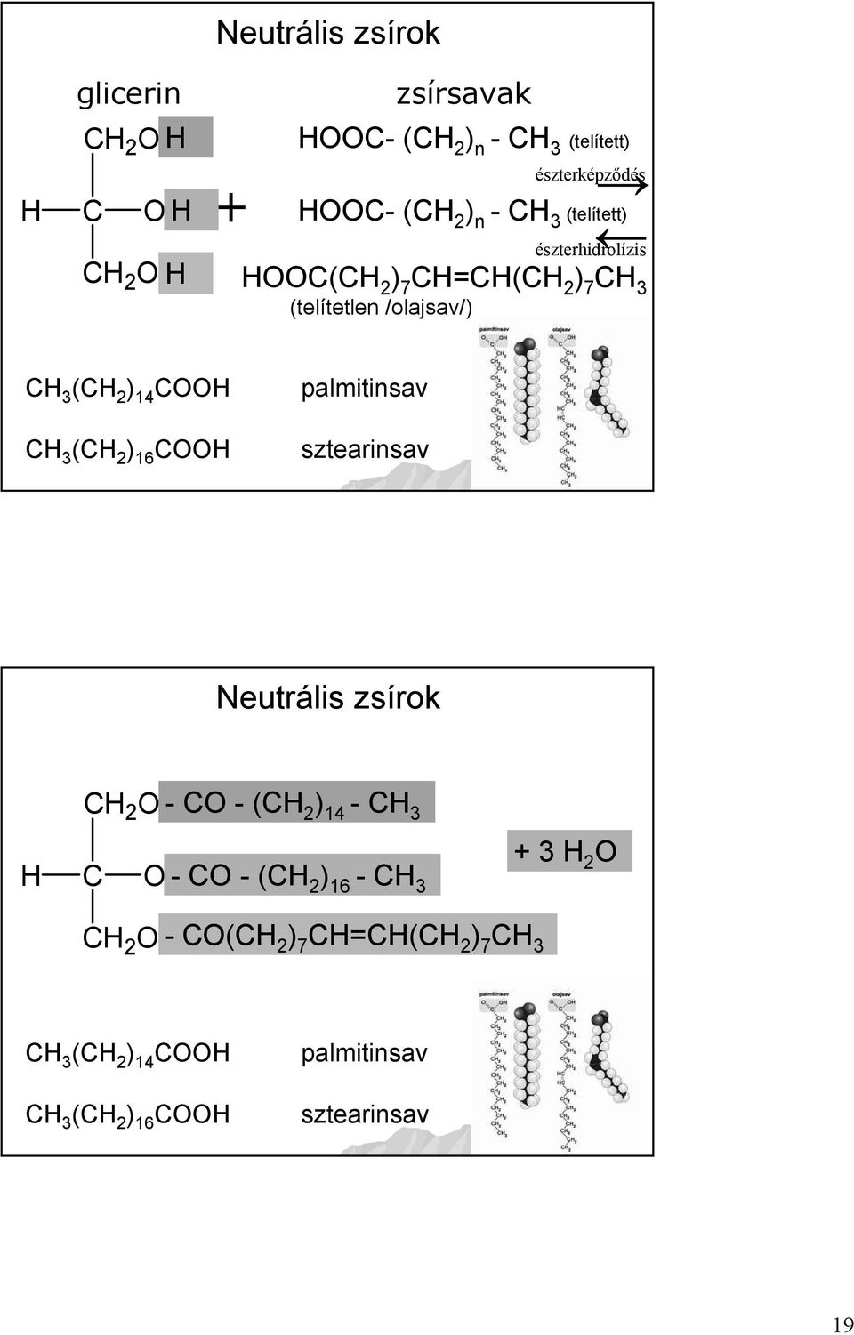 COOH CH 3 (CH 2 ) 16 COOH palmitinsav sztearinsav Neutrális zsírok H CH 2 OH-CO -(CH 2 ) 14 -CH 3 C OH-CO -(CH 2 ) 16