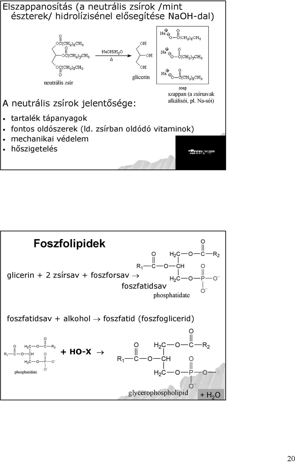 zsírban oldódó vitaminok) mechanikai védelem hőszigetelés Foszfolipidek O O H 2 C O C R 2 C O CH O glicerin + 2 zsírsav + foszforsav H 2 C foszfatidsav