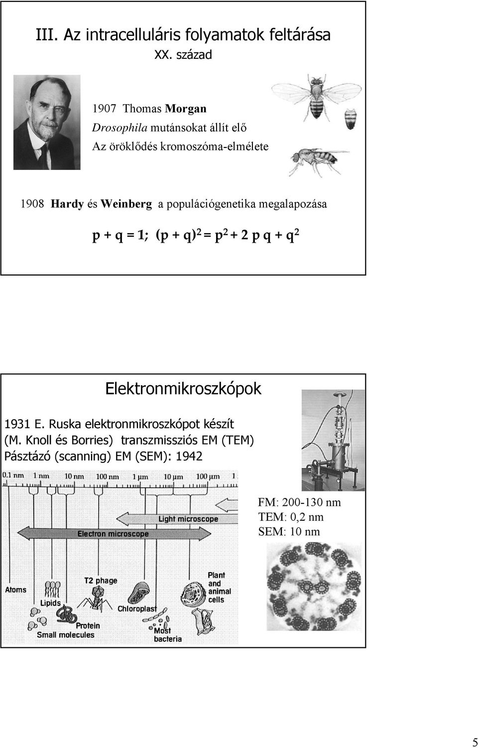 Weinberg a populációgenetika megalapozása p + q = 1; (p + q) 2 = p 2 + 2 pq + q 2 Elektronmikroszkópok 1931