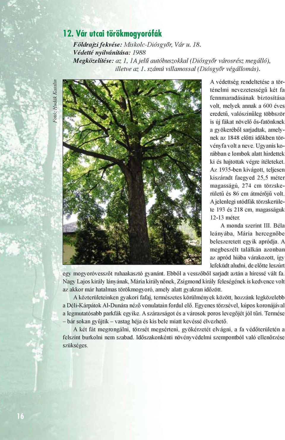 Fotó: Hudák Katalin A védettség rendeltetése a történelmi nevezetességű két fa fennmaradásának biztosítása volt, melyek annak a 600 éves eredetű, valószínűleg többször is új fákat növelő ős-fatönknek