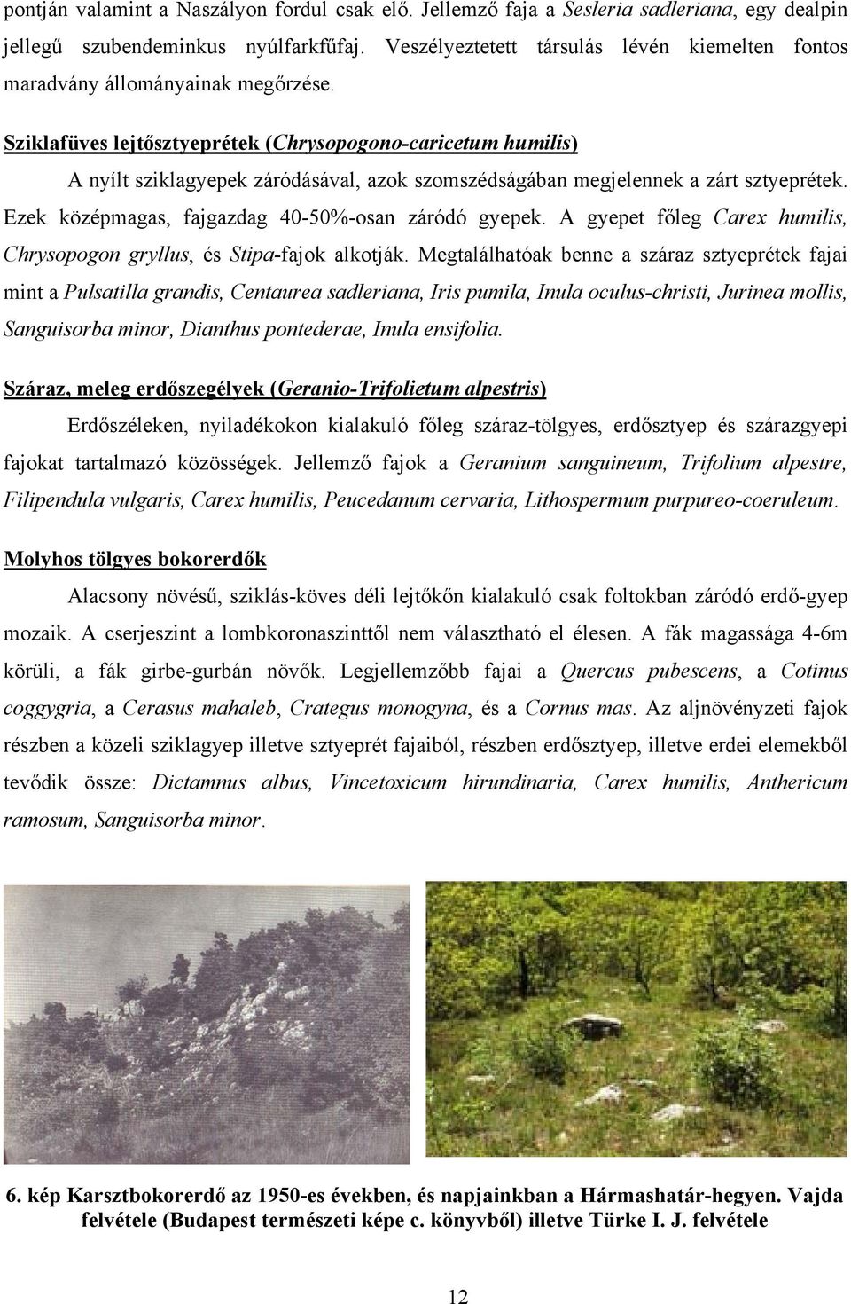 Sziklafüves lejtősztyeprétek (Chrysopogono-caricetum humilis) A nyílt sziklagyepek záródásával, azok szomszédságában megjelennek a zárt sztyeprétek.