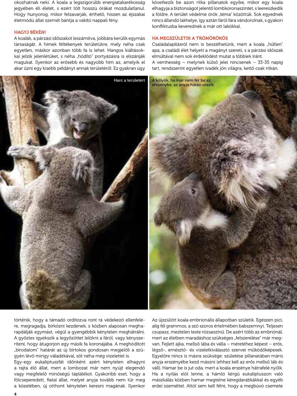 A koalák, a párzási időszakot leszámítva, jobbára kerülik egymás társaságát. A hímek féltékenyek területükre, mely néha csak egyetlen, máskor azonban több fa is lehet.