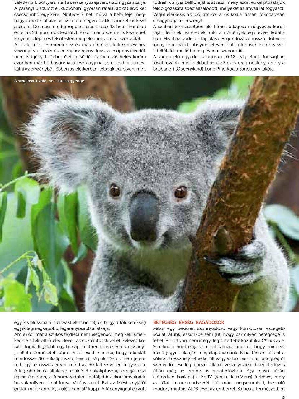 Ekkor már a szemei is kezdenek kinyílni, s fején és felsőtestén megjelennek az első szőrszálak. A koala teje, testméretéhez és más emlősök tejtermeléséhez viszonyítva, kevés és energiaszegény.