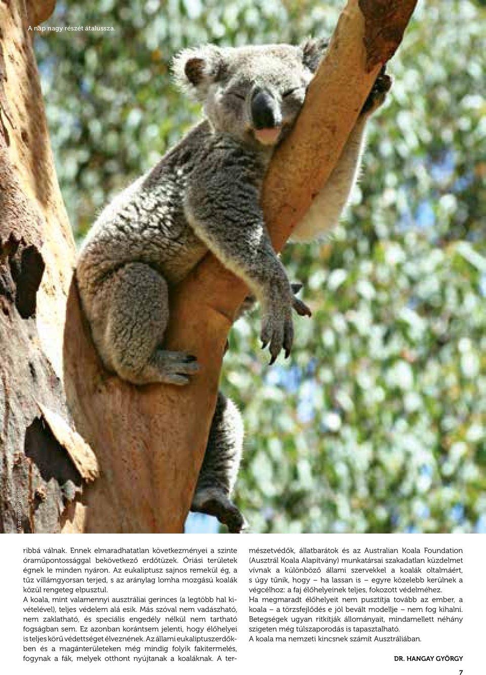 A koala, mint valamennyi ausztráliai gerinces (a legtöbb hal ki - vételével), teljes védelem alá esik.