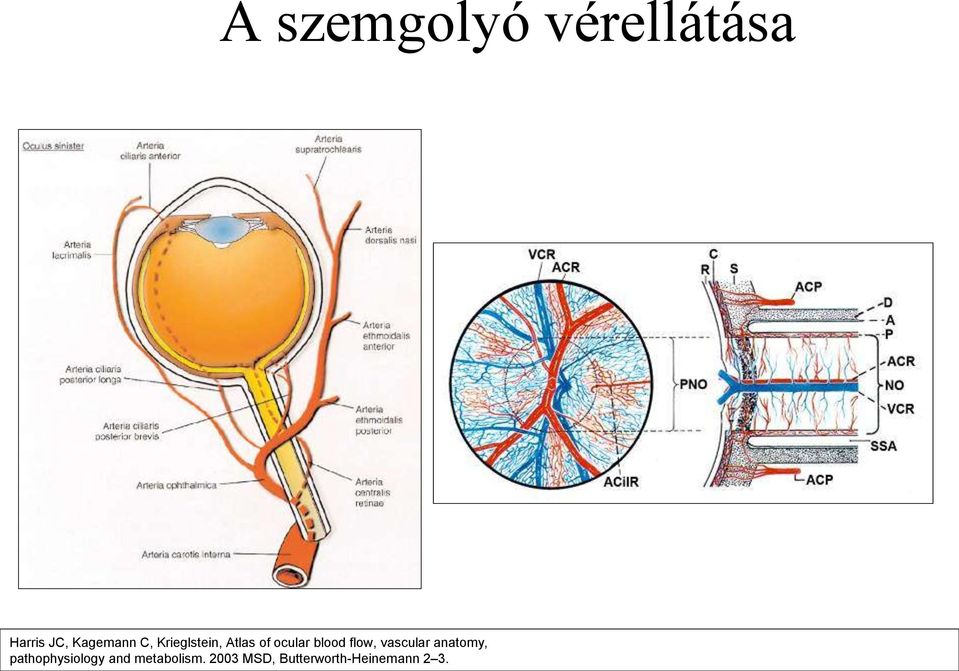 vascular anatomy, pathophysiology and