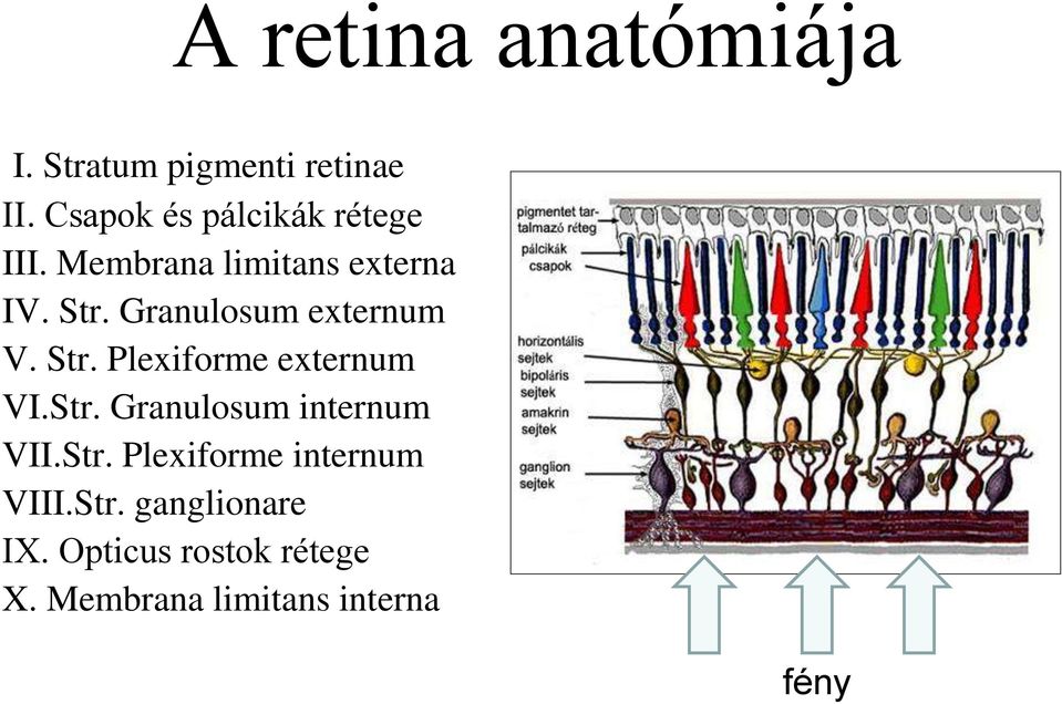 Granulosum externum V. Str. Plexiforme externum VI.Str. Granulosum internum VII.