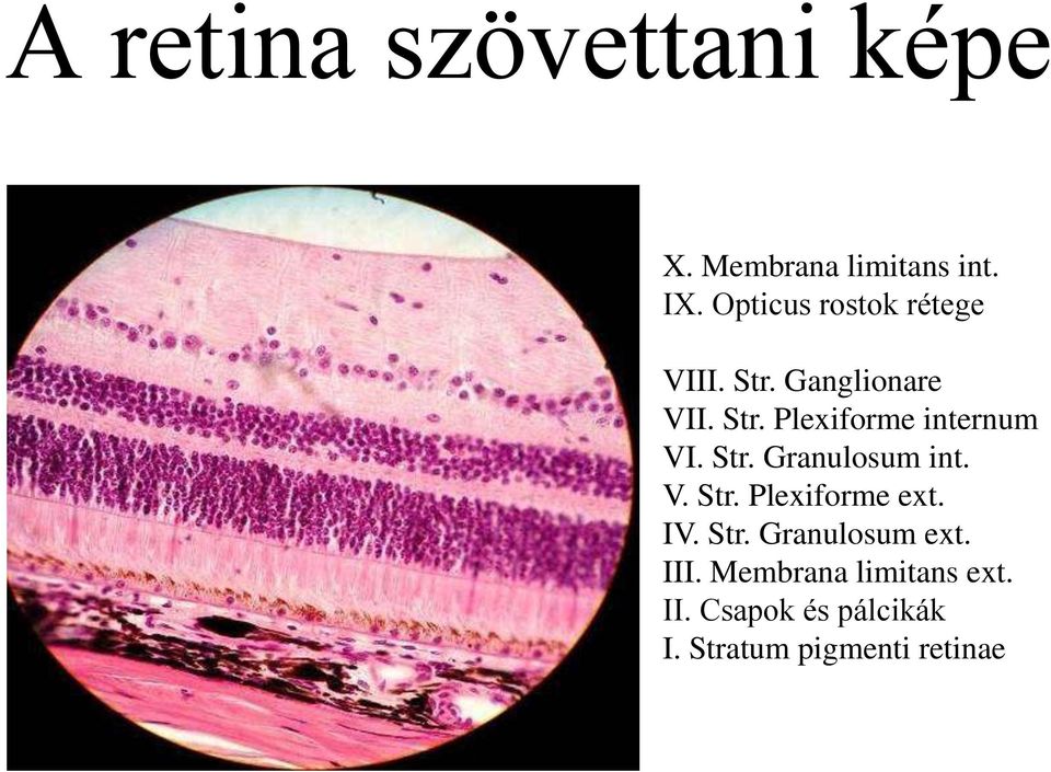 Str. Granulosum int. V. Str. Plexiforme ext. IV. Str. Granulosum ext.