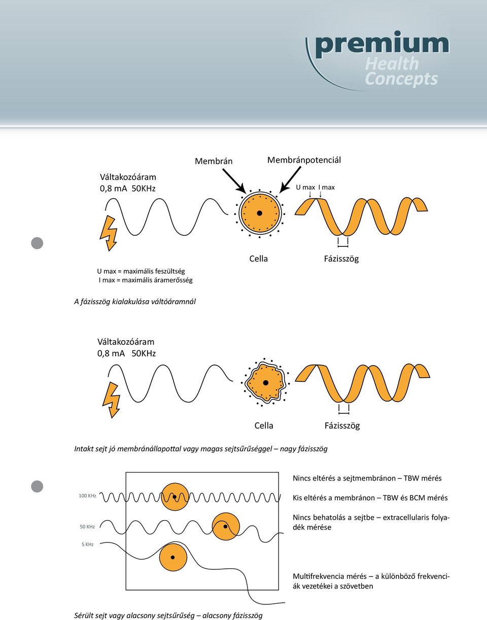 Fázisszög Cella Fázisszög Intakt sejt jó membránállapottal vagy magas sejtsűrűséggel nagy fázisszög Nincs eltérés a sejtmembránon TBW mérés 00 KHz 50 KHz Kis eltérés a membránon TBW és BCM