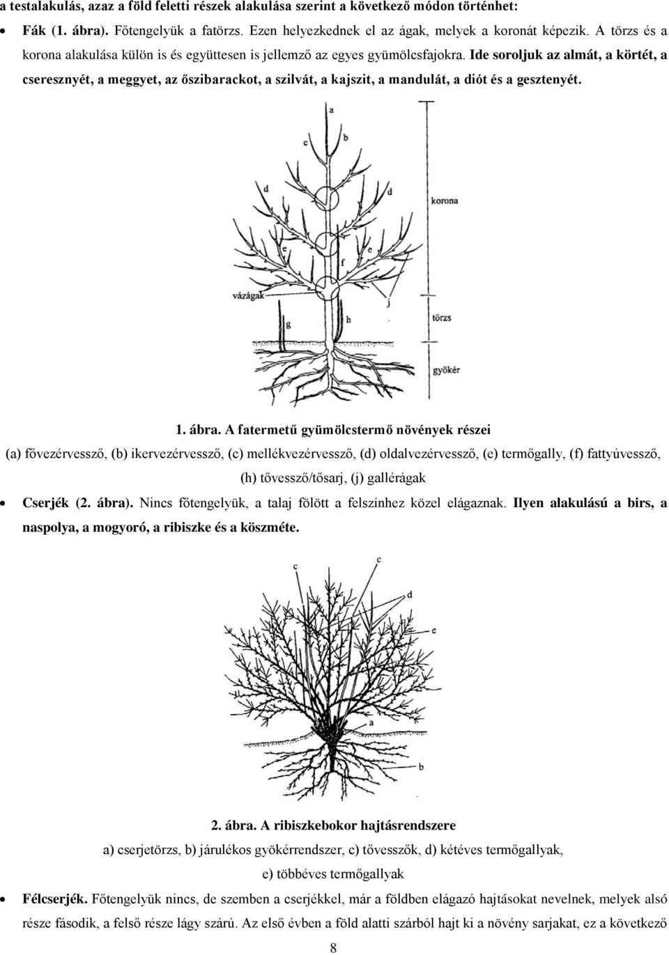 Ide soroljuk az almát, a körtét, a cseresznyét, a meggyet, az őszibarackot, a szilvát, a kajszit, a mandulát, a diót és a gesztenyét. 1. ábra.