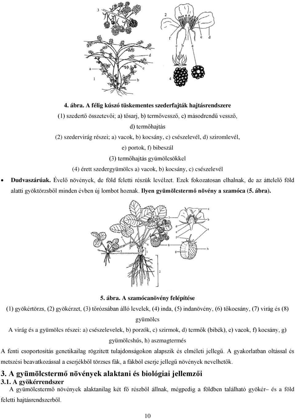 csészelevél, d) sziromlevél, e) portok, f) bibeszál (3) termőhajtás gyümölcsökkel (4) érett szedergyümölcs a) vacok, b) kocsány, c) csészelevél Dudvaszárúak.