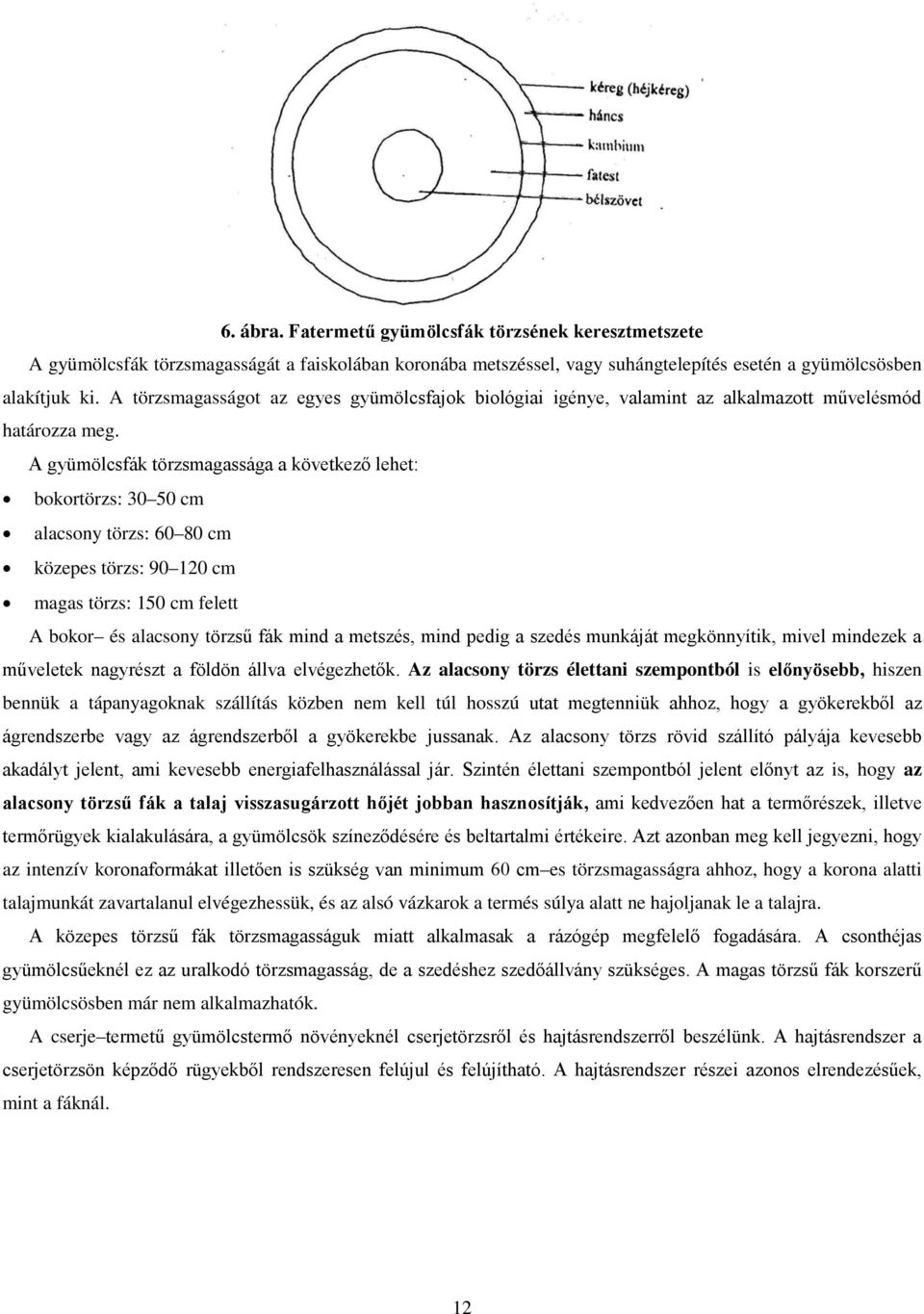 A gyümölcsfák törzsmagassága a következő lehet: bokortörzs: 30 50 cm alacsony törzs: 60 80 cm közepes törzs: 90 120 cm magas törzs: 150 cm felett A bokor és alacsony törzsű fák mind a metszés, mind