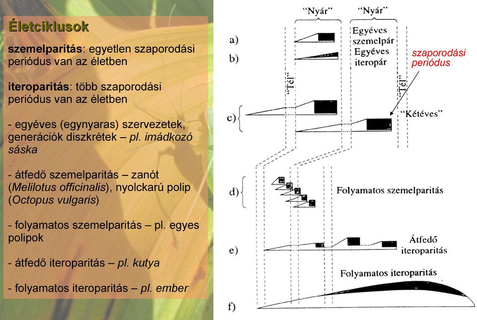 imádkozó sáska - átfedő szemelparitás zanót (Melilotus officinalis), nyolckarú polip (Octopus vulgaris) -