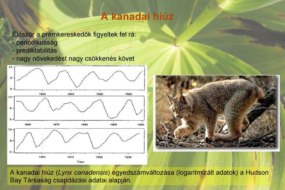 csökkenés követ A kanadai hiúz (Lynx canadensis)