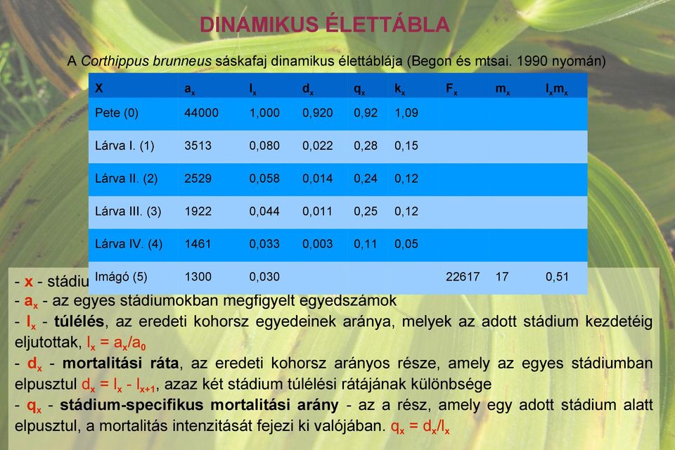 (4) 1461 0,033 0,003 0,11 0,05 Fx mx lxmx Imágó (5) 1300 0,030 22617 17 0,51 - x - stádiumok - ax - az egyes stádiumokban megfigyelt egyedszámok - lx - túlélés, az eredeti kohorsz egyedeinek aránya,