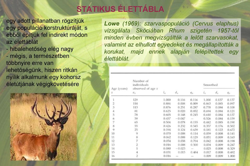 életútjának végigkövetésére Lowe (1969): szarvaspopuláció (Cervus elaphus) vizsgálata Skóciában Rhum szigetén 1957-től minden évben