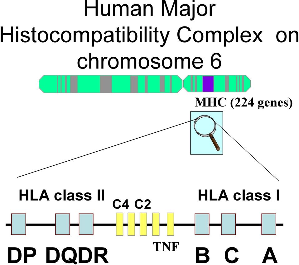 chromosome 6 MHC (224 genes)