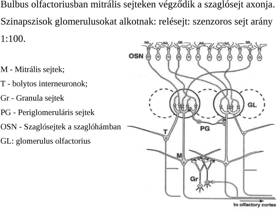 M - Mitrális sejtek; T - bolytos interneuronok; Gr - Granula sejtek PG -