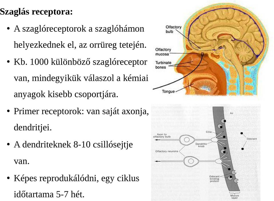 1000 különböző szaglóreceptor van, mindegyikük válaszol a kémiai anyagok kisebb