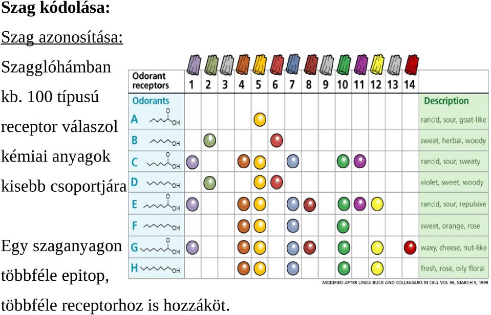 100 típusú receptor válaszol kémiai anyagok