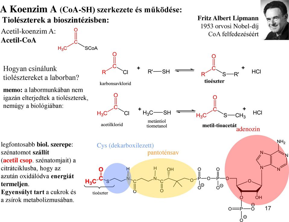 memo: a labormunkában nem igazán elterjedtek a tiolészterek, nemúgy a biológiában: adenozin legfontosabb biol.