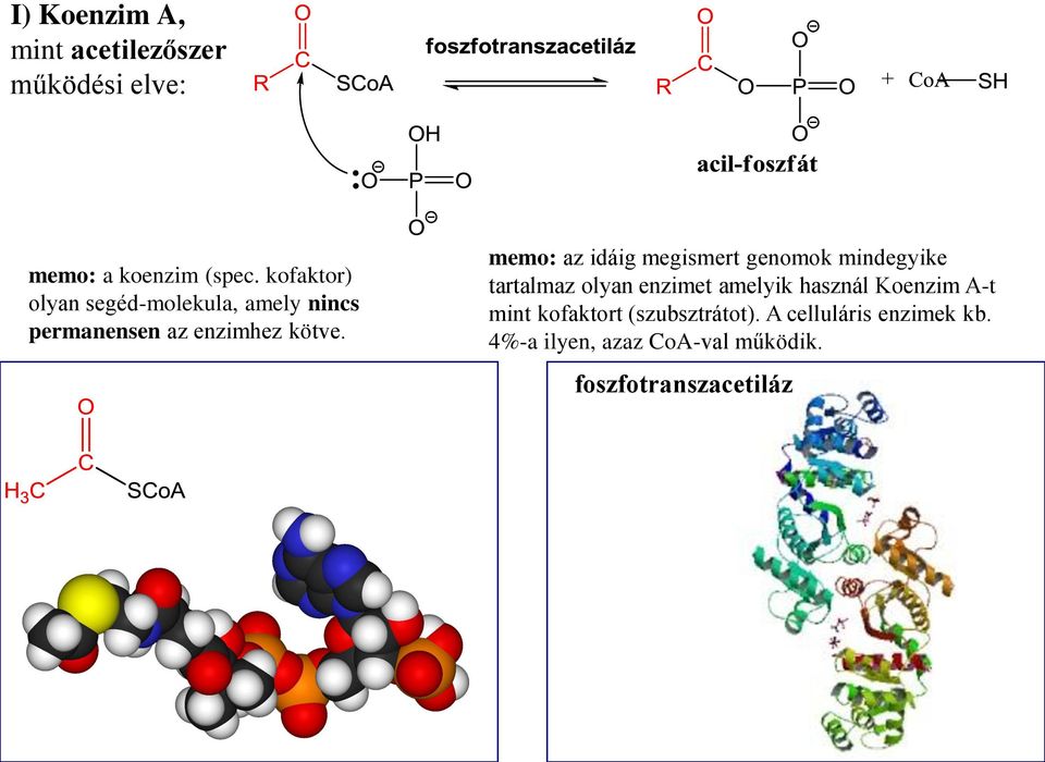 memo: az idáig megismert genomok mindegyike tartalmaz olyan enzimet amelyik használ