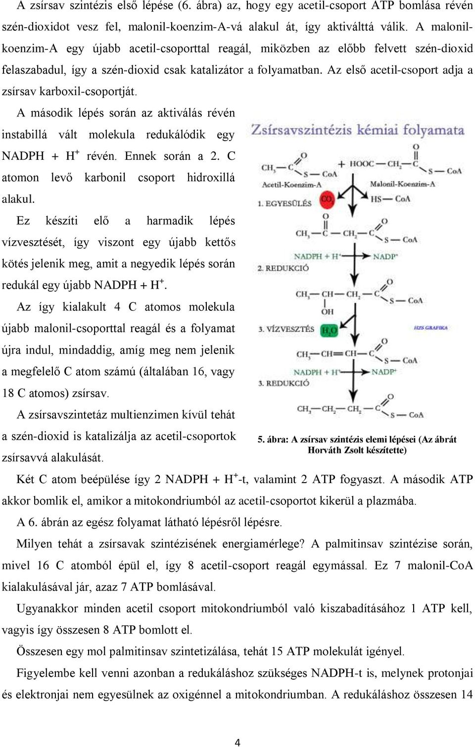 Az első acetil-csoport adja a zsírsav karboxil-csoportját. A második lépés során az aktiválás révén instabillá vált molekula redukálódik egy NADPH + H + révén. Ennek során a 2.