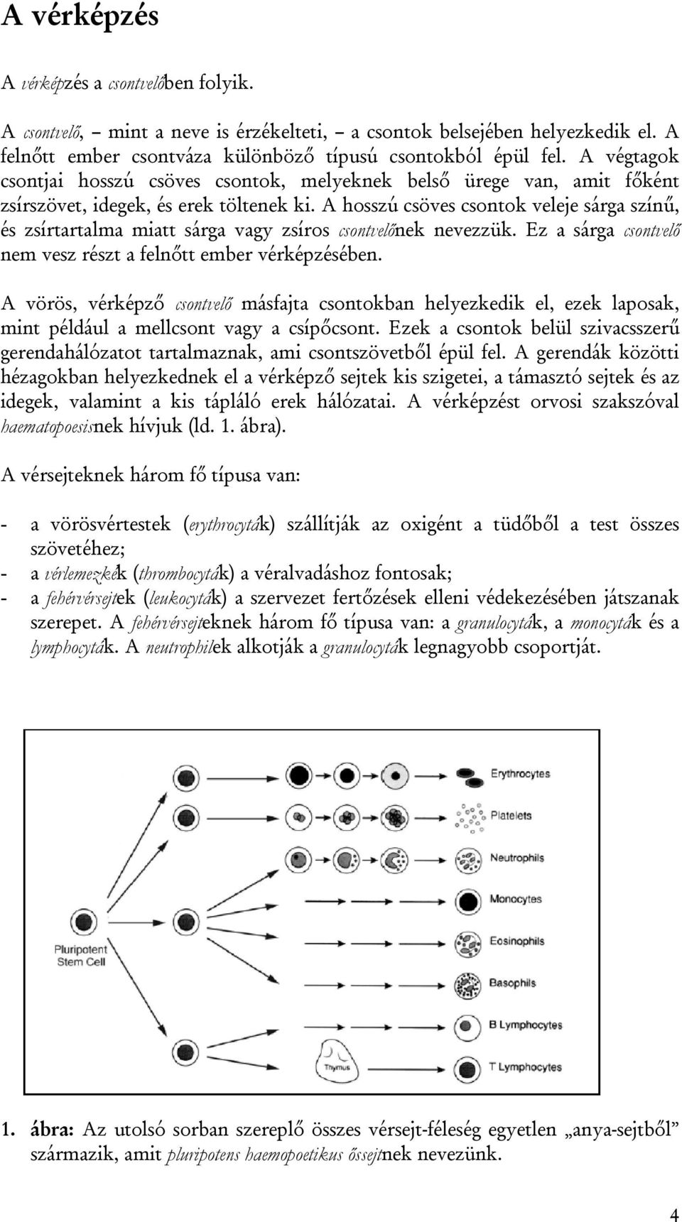 A hosszú csöves csontok veleje sárga színű, és zsírtartalma miatt sárga vagy zsíros csontvelőnek nevezzük. Ez a sárga csontvelő nem vesz részt a felnőtt ember vérképzésében.