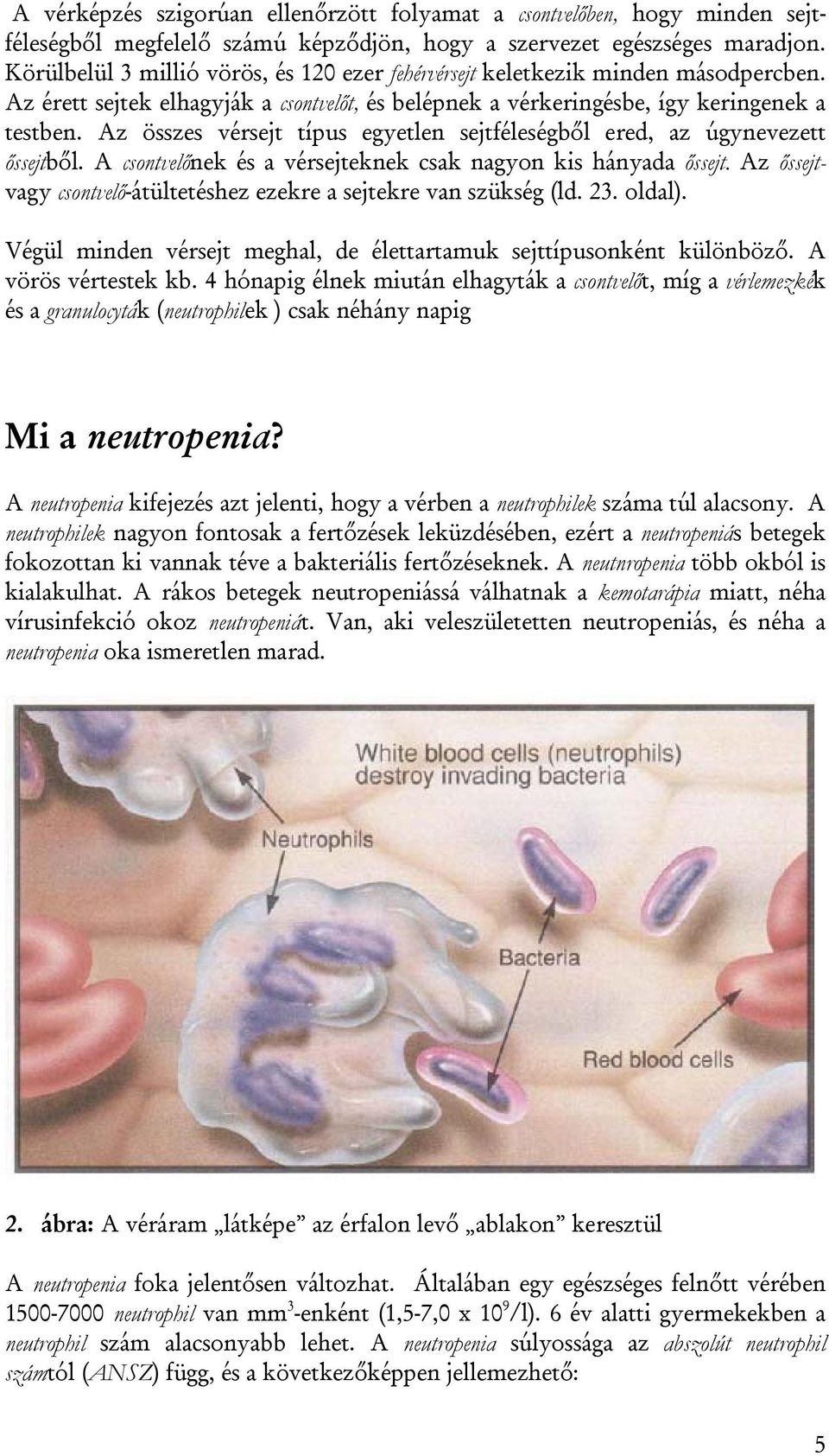 Az összes vérsejt típus egyetlen sejtféleségből ered, az úgynevezett őssejtből. A csontvelőnek és a vérsejteknek csak nagyon kis hányada őssejt.